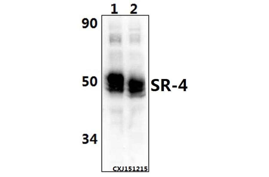 Anti-SR-4 (D47) Antibody from Bioworld Technology (BS2390) - Antibodies.com
