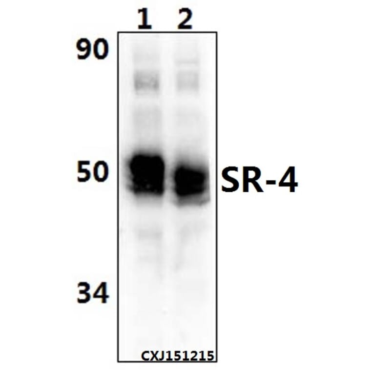 Anti-SR-4 (D47) Antibody from Bioworld Technology (BS2390) - Antibodies.com