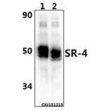 Anti-SR-4 (D47) Antibody from Bioworld Technology (BS2390) - Antibodies.com