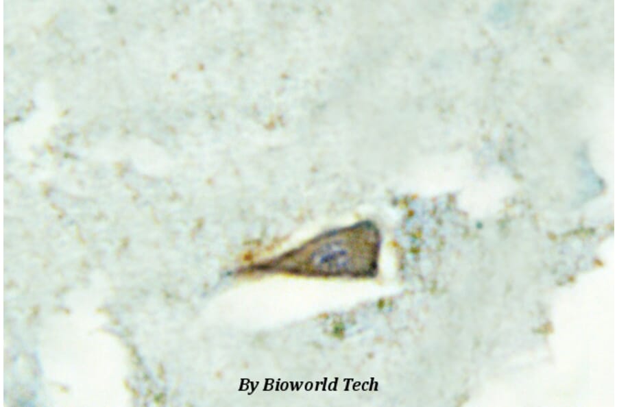 Anti-SR-4 (D47) Antibody from Bioworld Technology (BS2390) - Antibodies.com