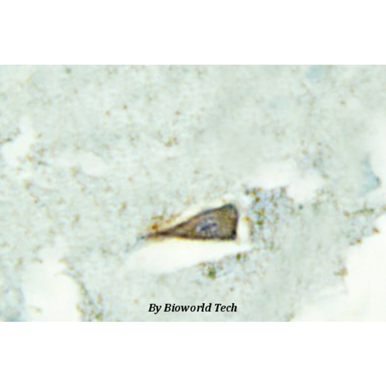 Anti-SR-4 (D47) Antibody from Bioworld Technology (BS2390) - Antibodies.com