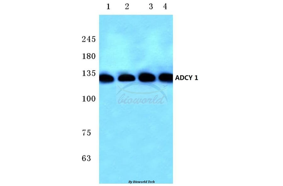 Anti-ADCY 1 (D252) Antibody from Bioworld Technology (BS2391) - Antibodies.com
