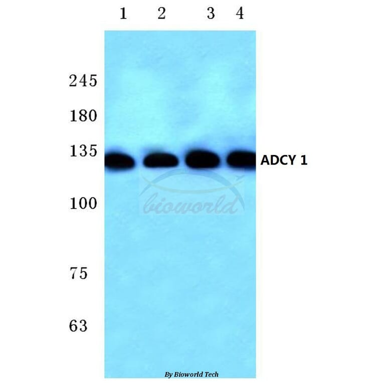 Anti-ADCY 1 (D252) Antibody from Bioworld Technology (BS2391) - Antibodies.com