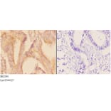 Anti-ADCY 1 (D252) Antibody from Bioworld Technology (BS2391) - Antibodies.com