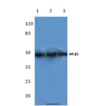 Anti-AR-β2 (R228) Antibody from Bioworld Technology (BS2392) - Antibodies.com