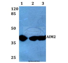 Anti-AIM2 (A78) Antibody from Bioworld Technology (BS2393) - Antibodies.com
