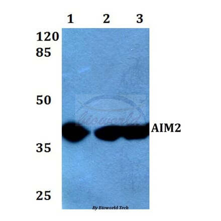 Anti-AIM2 (A78) Antibody from Bioworld Technology (BS2393) - Antibodies.com