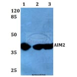 Anti-AIM2 (A78) Antibody from Bioworld Technology (BS2393) - Antibodies.com