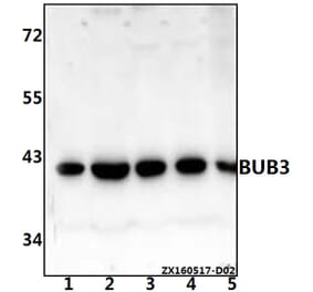 Anti-BUB3 (H274) Antibody from Bioworld Technology (BS2395) - Antibodies.com
