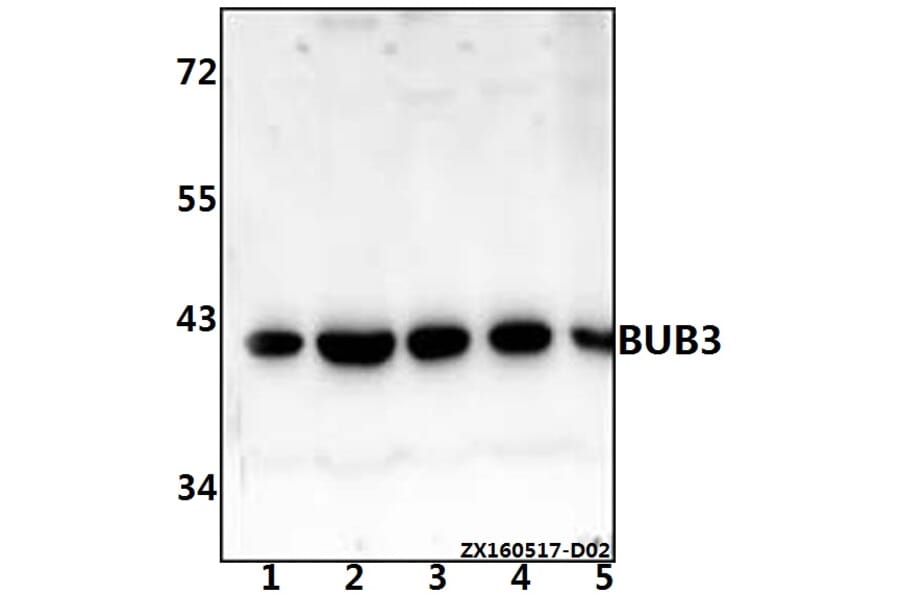 Anti-BUB3 (H274) Antibody from Bioworld Technology (BS2395) - Antibodies.com