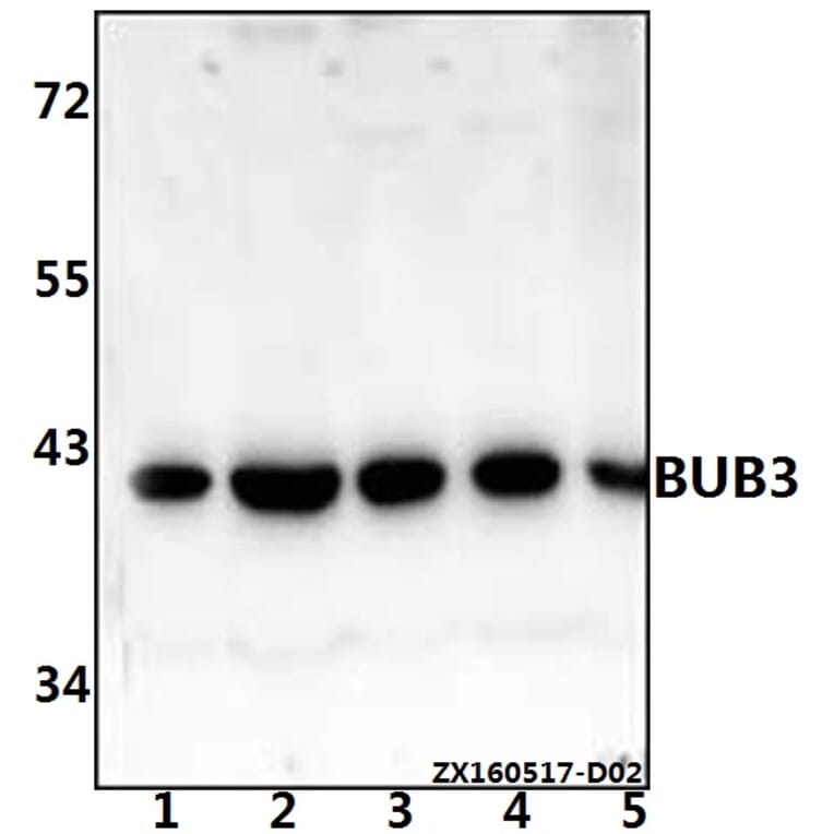 Anti-BUB3 (H274) Antibody from Bioworld Technology (BS2395) - Antibodies.com