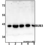 Anti-BUB3 (H274) Antibody from Bioworld Technology (BS2395) - Antibodies.com