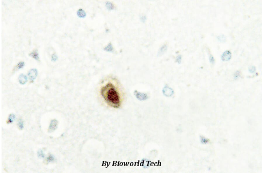 Anti-BUB3 (H274) Antibody from Bioworld Technology (BS2395) - Antibodies.com