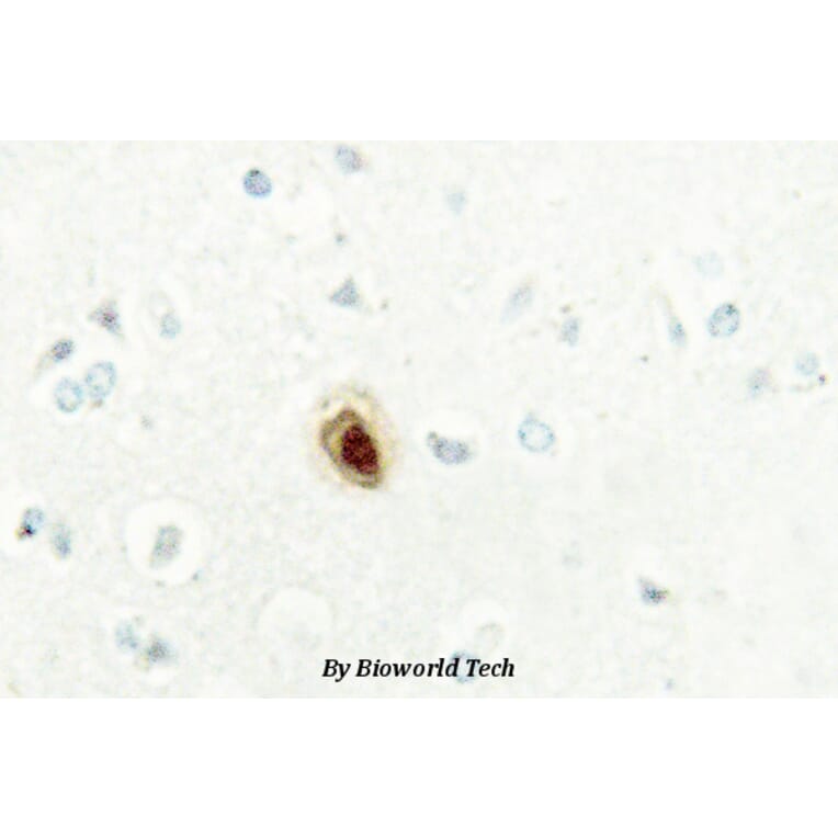 Anti-BUB3 (H274) Antibody from Bioworld Technology (BS2395) - Antibodies.com