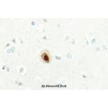 Anti-BUB3 (H274) Antibody from Bioworld Technology (BS2395) - Antibodies.com