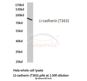 Anti-LI-cadherin (T363) Antibody from Bioworld Technology (BS2396) - Antibodies.com