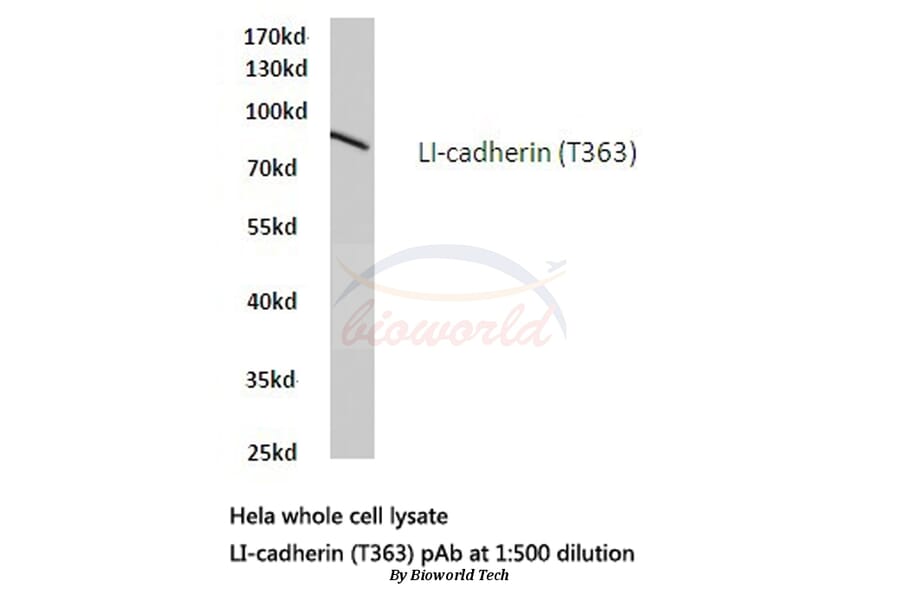 Anti-LI-cadherin (T363) Antibody from Bioworld Technology (BS2396) - Antibodies.com