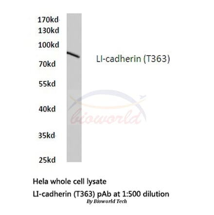 Anti-LI-cadherin (T363) Antibody from Bioworld Technology (BS2396) - Antibodies.com