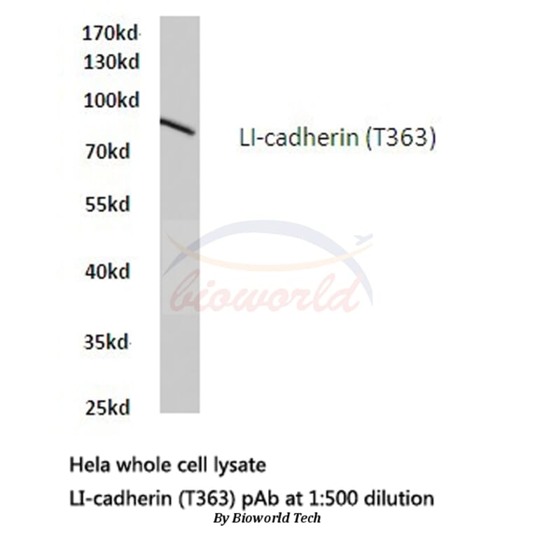 Anti-LI-cadherin (T363) Antibody from Bioworld Technology (BS2396) - Antibodies.com
