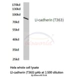 Anti-LI-cadherin (T363) Antibody from Bioworld Technology (BS2396) - Antibodies.com