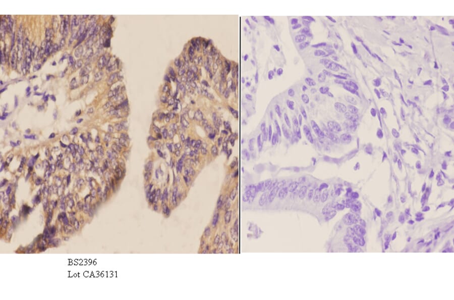 Anti-LI-cadherin (T363) Antibody from Bioworld Technology (BS2396) - Antibodies.com