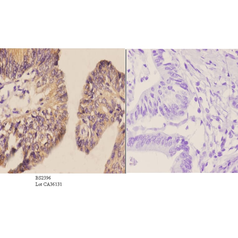 Anti-LI-cadherin (T363) Antibody from Bioworld Technology (BS2396) - Antibodies.com