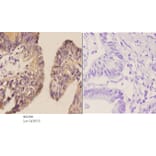 Anti-LI-cadherin (T363) Antibody from Bioworld Technology (BS2396) - Antibodies.com