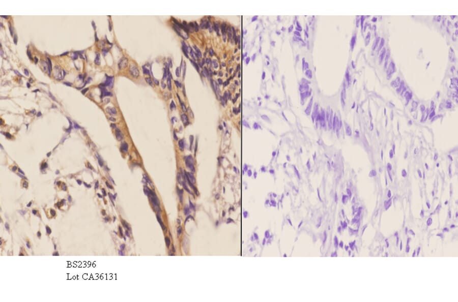 Anti-LI-cadherin (T363) Antibody from Bioworld Technology (BS2396) - Antibodies.com