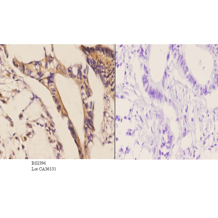 Anti-LI-cadherin (T363) Antibody from Bioworld Technology (BS2396) - Antibodies.com