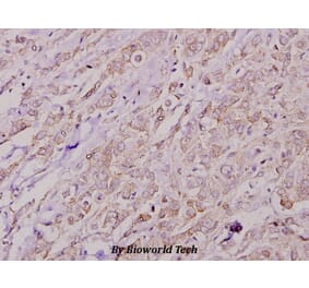 Anti-COL4A2 (P175) Antibody from Bioworld Technology (BS2399) - Antibodies.com