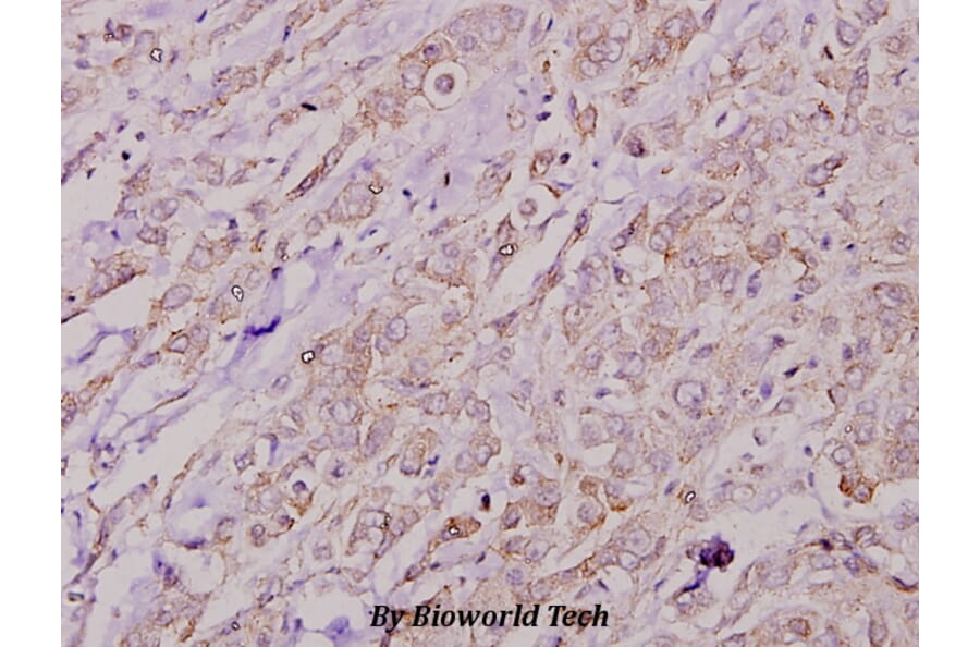 Anti-COL4A2 (P175) Antibody from Bioworld Technology (BS2399) - Antibodies.com