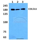 Anti-COL5A1 (E325) Antibody from Bioworld Technology (BS2400) - Antibodies.com