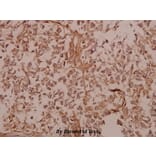 Anti-COL5A1 (E325) Antibody from Bioworld Technology (BS2400) - Antibodies.com