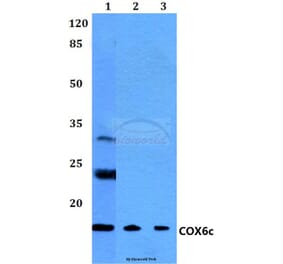Anti-COX6c (R40) Antibody from Bioworld Technology (BS2402) - Antibodies.com
