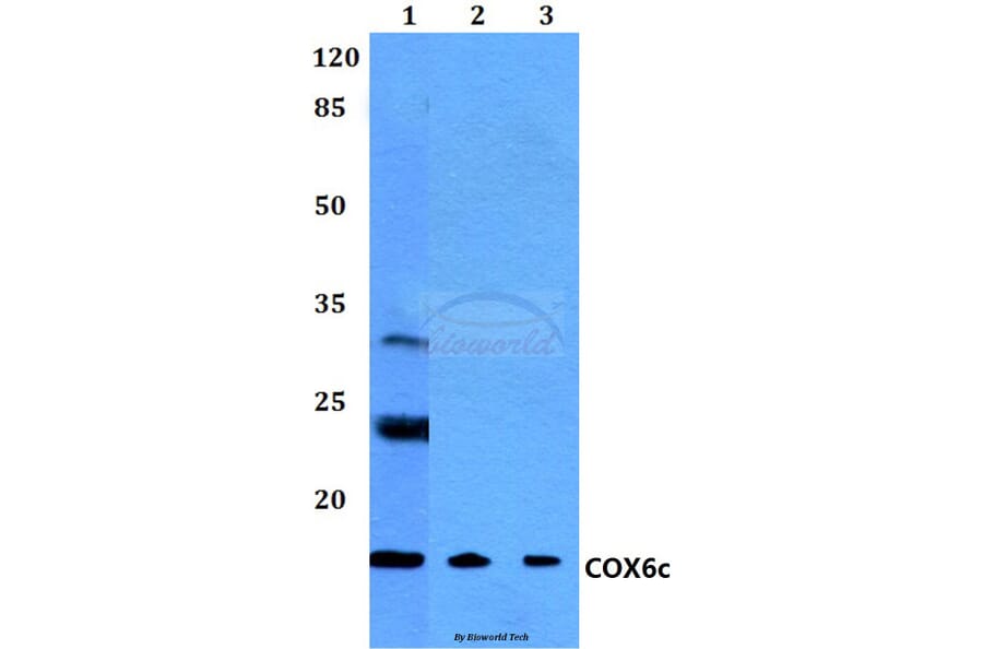 Anti-COX6c (R40) Antibody from Bioworld Technology (BS2402) - Antibodies.com