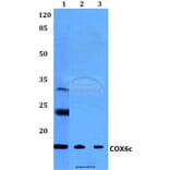 Anti-COX6c (R40) Antibody from Bioworld Technology (BS2402) - Antibodies.com