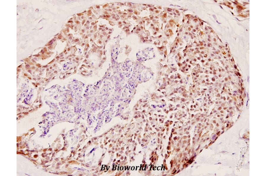 Anti-COX6c (R40) Antibody from Bioworld Technology (BS2402) - Antibodies.com