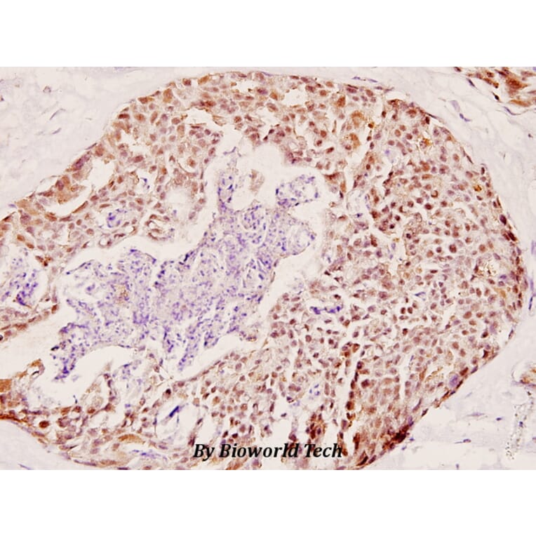 Anti-COX6c (R40) Antibody from Bioworld Technology (BS2402) - Antibodies.com