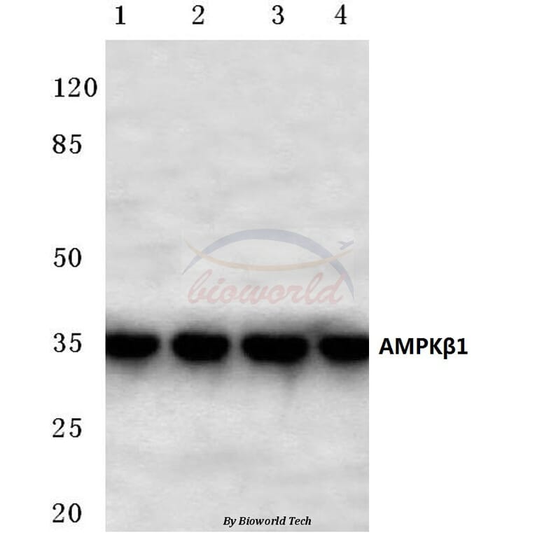 Anti-AMPKβ1 (H17) Antibody from Bioworld Technology (BS2406) - Antibodies.com