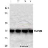 Anti-AMPKβ1 (H17) Antibody from Bioworld Technology (BS2406) - Antibodies.com