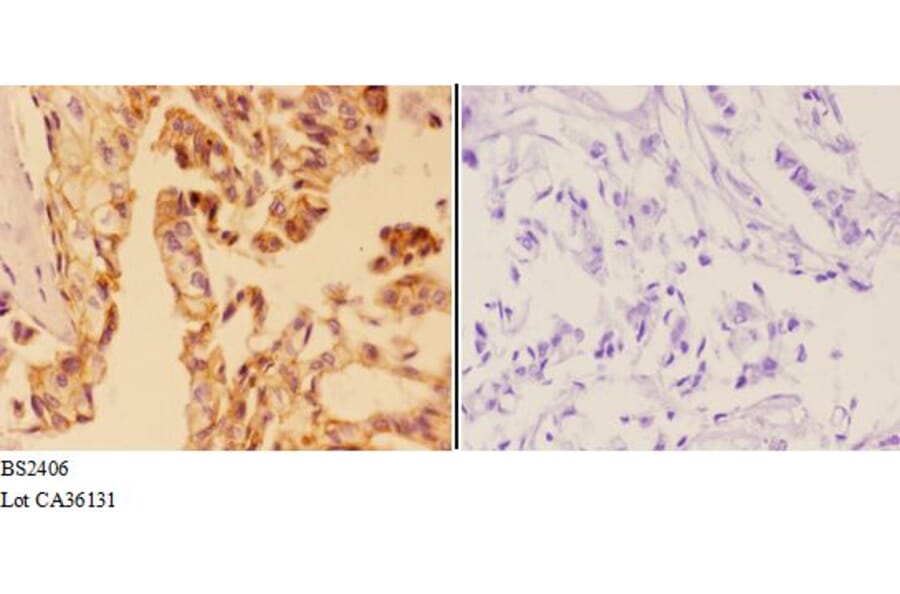 Anti-AMPKβ1 (H17) Antibody from Bioworld Technology (BS2406) - Antibodies.com