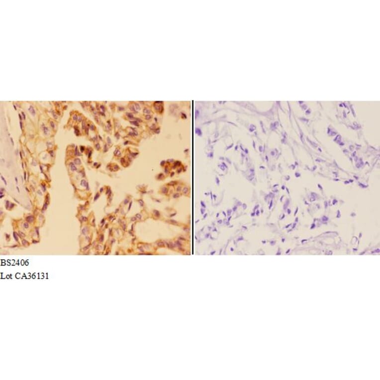 Anti-AMPKβ1 (H17) Antibody from Bioworld Technology (BS2406) - Antibodies.com