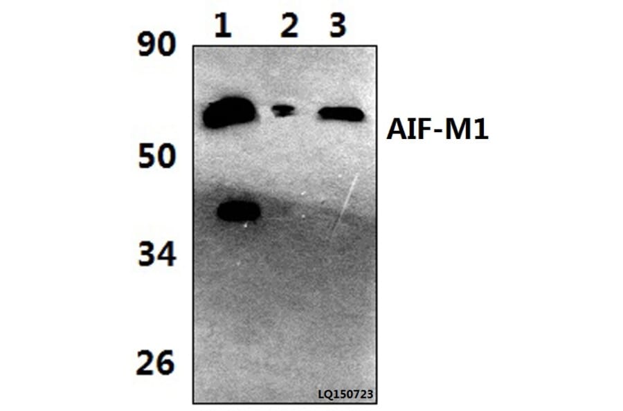 Anti-AIF-M1 (Y85) Antibody from Bioworld Technology (BS2407) - Antibodies.com