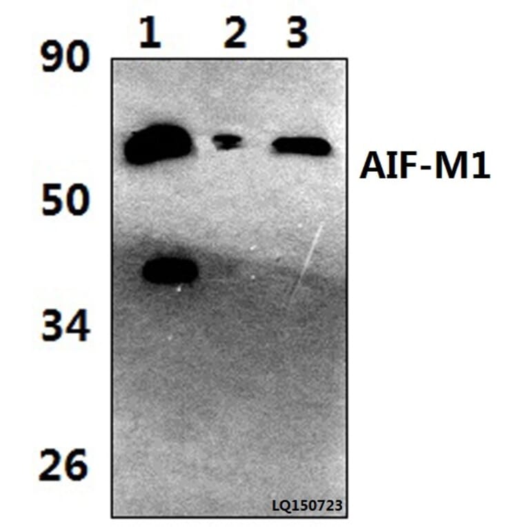 Anti-AIF-M1 (Y85) Antibody from Bioworld Technology (BS2407) - Antibodies.com