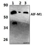Anti-AIF-M1 (Y85) Antibody from Bioworld Technology (BS2407) - Antibodies.com