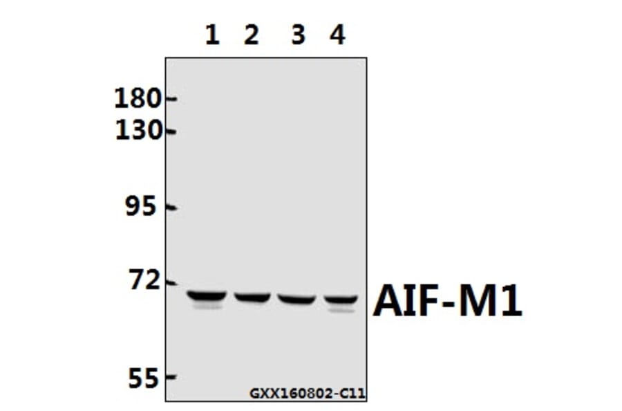 Anti-AIF-M1 (Y85) Antibody from Bioworld Technology (BS2407) - Antibodies.com