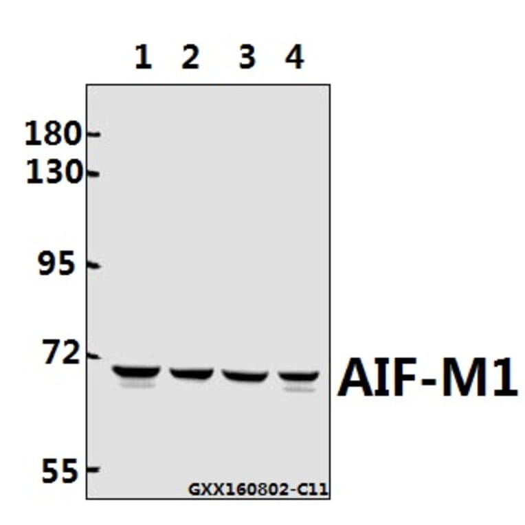 Anti-AIF-M1 (Y85) Antibody from Bioworld Technology (BS2407) - Antibodies.com
