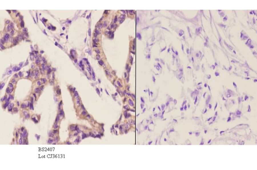 Anti-AIF-M1 (Y85) Antibody from Bioworld Technology (BS2407) - Antibodies.com