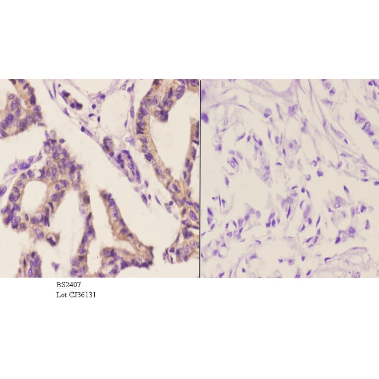 Anti-AIF-M1 (Y85) Antibody from Bioworld Technology (BS2407) - Antibodies.com