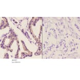 Anti-AIF-M1 (Y85) Antibody from Bioworld Technology (BS2407) - Antibodies.com